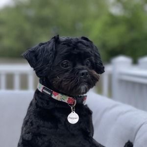 Meet your Posher, Terry